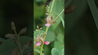 Indigofera  Source of NATURAL Blue Dyes n herb [upl. by Blackstock]