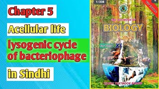 lysogenic cycle of bacteriophage class 11 biology Sindh board [upl. by Liahus424]