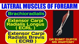 BRACHIORADIALIS ECRL and ECRB  ANATOMY [upl. by Lolita392]