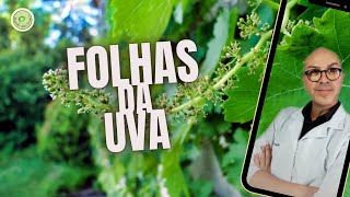 FOLHAS DA UVA DEPURATIVA LAXANTE CORAÇÃO MÚSCULOS AFTA CARTILAGEM GENGIVITE DORES VARIZES [upl. by Nomyar399]