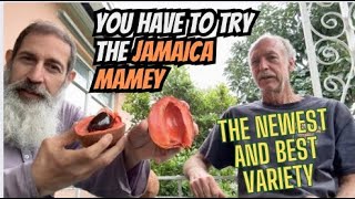 The Newest and Best Tasting Mamey Sapote Variety Jamaica [upl. by Anihpled610]