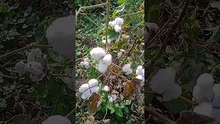 cotton seeds Kapas ka ped flowers nature beautiful garden farmer [upl. by Anetsirk]