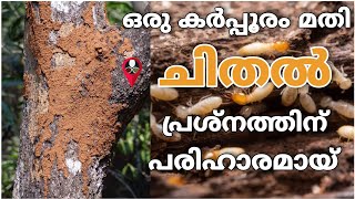 ചിതൽ എന്ന വലിയ ഒരു പ്രശ്നം ഇത് മൂലം പരിഹരിക്കാം  chithal pokan malayalam  chithaline thurathan [upl. by Caterina822]