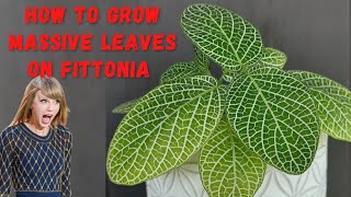 Fittonia Care  How to Get Big Leaves of Fittonia  Nerve Plant [upl. by Peppard]