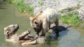 Natur und Tierpark Goldau  Syrische Braunbären [upl. by Atinihs601]