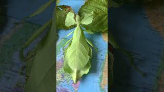 3 large leaf insect species head2head leafinsect phasmatodea [upl. by Cadell592]