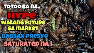 CRAYFISH FARMING WALA NGA BA TALAGANG FUTURE SA MARKET IN LONG TERM🤔🤔🤔 [upl. by Adnomar]