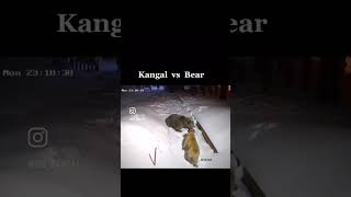 Kangal Protects Family From Hungry Bear [upl. by Idnem166]