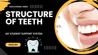 structure of teeth  types of teeth  pulp cavity  dentine  deciduous teeth  permanent teeth [upl. by Beniamino741]