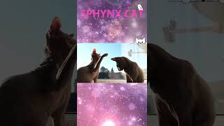 Why You Need A Sphynx Cat in your life sphinxcat cat catlover [upl. by Lanahtan953]