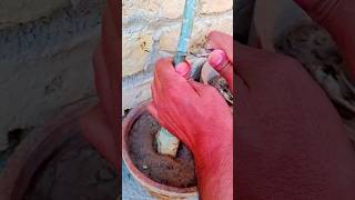 Grafting Desert Rose Plant  Graft Adenium adenium flat grafting shorts [upl. by Wain]