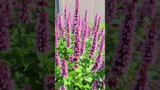 Agastache Beelicious Pink Video [upl. by Eidde]