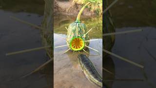 Survival Skills Simple and Useful with Pumpkin Fish trap survival bushcraft outdoors shrots [upl. by Aneeuqahs]