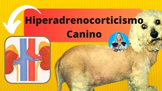 ➡️Hiperadrenocorticismo em cães fisiopatogenia causas sinais clínicos diagnóstico e tratamento [upl. by Qulllon391]