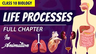 life processes class 10 science biology Animated video  10th CBSE  ncert science  Chapter 6 [upl. by Pool452]