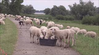 Germany Cycling along the banks of the river Elbe Part 4 From Neu Darchau to Bleckede and back [upl. by Derek]