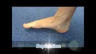 Ankle pronation and supination [upl. by Presber]