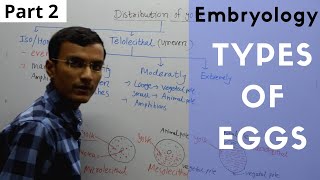 Types of Eggs in Embryology  Isolecithal Telolecithal Centrolecithal [upl. by Ennahteb]