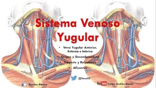 Anatomía  Venas Yugulares Anterir Externa e Interna Origen Trayecto Afluentes [upl. by Bertold]