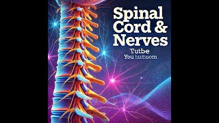 AampP 1 Lecture Spinal Cord amp Spinal Nerves [upl. by Katharine]