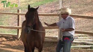 Técnicas para Tratar a los Caballos de forma No Agresiva  TvAgro por Juan Gonzalo Angel [upl. by Sand]