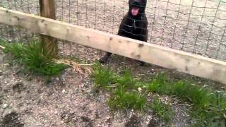 Lucifer Cane Corso jumping fence [upl. by Sigfried]