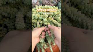 Succulent LEAF Propagation CHALLENGE Can You Grow 5 Plants in 5 Weeks [upl. by Avir]