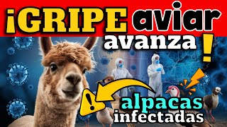 ¡ALERTA EEUU REGISTRA AVANCE DEL VIRUS DE LA GRIPE AVIAR H5N1  ALPACAS INFECTADAS [upl. by Uriia]