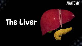 Liver Anatomy Function Topography External Structures Ligaments [upl. by Nirhtak607]