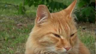 A CAT AT SANKEIEN GARDEN IN YOKOHAMA 28 MAY 2012  三溪園横浜） [upl. by Oelgnaed]