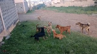 street dogs fight over mate and dominancy dogfight streetdogs [upl. by Allan231]