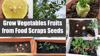 Fun Growing Vegetables Fruits from Food Scraps Seeds Video Episode  Bhavnas Kitchen [upl. by Shaughnessy197]