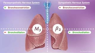 Respiratory Lung Pharmacology Adrenergic and Cholinergic Receptors [upl. by Martine]