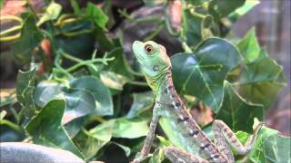 Baby Green Basilisks [upl. by Ajup87]