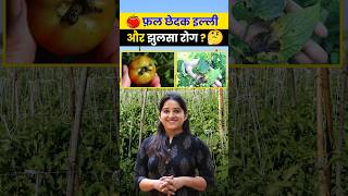 tomato farming में 2 ख़तरनाक बीमारियाँ  🍅Tomato disease agrostar tomato [upl. by Philomena600]