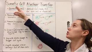 Somatic Cell Nuclear Transfer [upl. by Cory213]