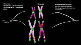 meiosis OCR A ALevel Biology Revision Module 216 Cell division [upl. by Jayson]