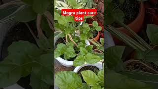 Mogra plant care tips gardening terracegardning shorts [upl. by Prinz]