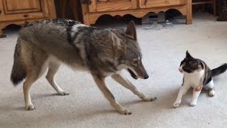 Coyote Plays With Cat  Insane [upl. by Ahsiekyt]