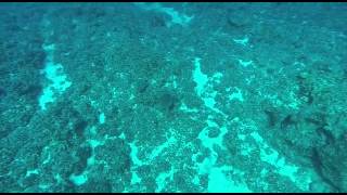 Underwater video captures sonar pings [upl. by Aerdnwahs362]