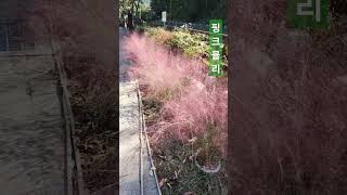 핑크뮬리 핑크뮬리 Hairawn muhly Pink muhly 털쥐꼬리새 Muhlenbergia capillaris 분홍쥐꼬리새 [upl. by Alletsirhc]