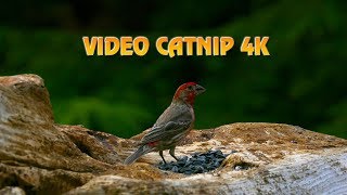 VIDEO CATNIP 4K  NATURESCAPES 4K [upl. by Ollehto]