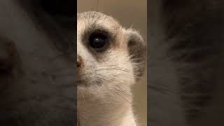 The Life of Meerkats wildlife animaldocumentary nature shorts [upl. by Neik908]