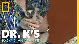 A Leaping Lemur  Dr Ks Exotic Animal ER [upl. by Scarlett]