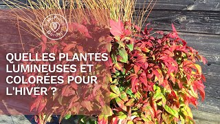 🧡 Vous cherchez des plantes pour illuminer et colorer votre hiver [upl. by Hackett489]