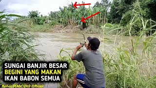 KALAU MANCING SUNGAI BANJIR BEGINI PAKAI AJA UMPAN USUS AYAM [upl. by Munshi]