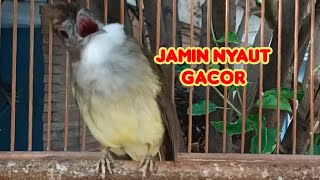 Suara Pancingan Cucak Jenggot Jantan Gacor Beset Ngepik [upl. by Adriano]