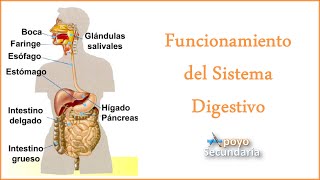 Funcionamiento del Sistema Digestivo [upl. by Follmer532]