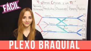 PLEXO BRAQUIAL FÁCIL EXPLICACIÓN  mnemotecnia ANATOMIA  Mentes Médicas [upl. by Ahsratan]