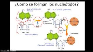 Nucleosidos nucleotidos emparejamiento de bases [upl. by Chaunce227]